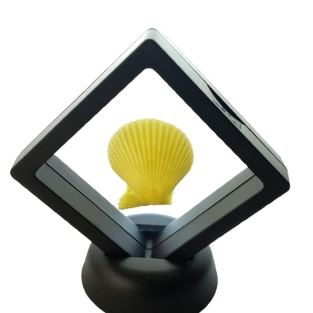 Yellow Shell Display Frame 2.75x2.75